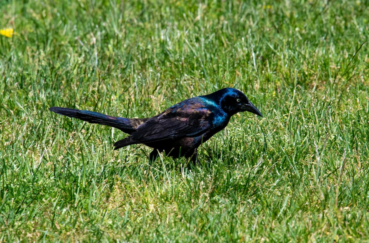 Common Grackle - ML620427398