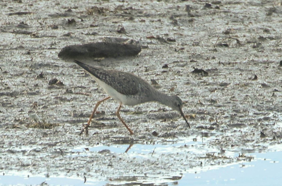 Lesser Yellowlegs - ML620427400