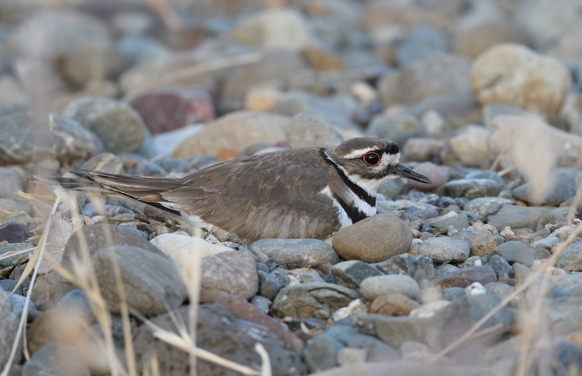 Killdeer - ML620427401