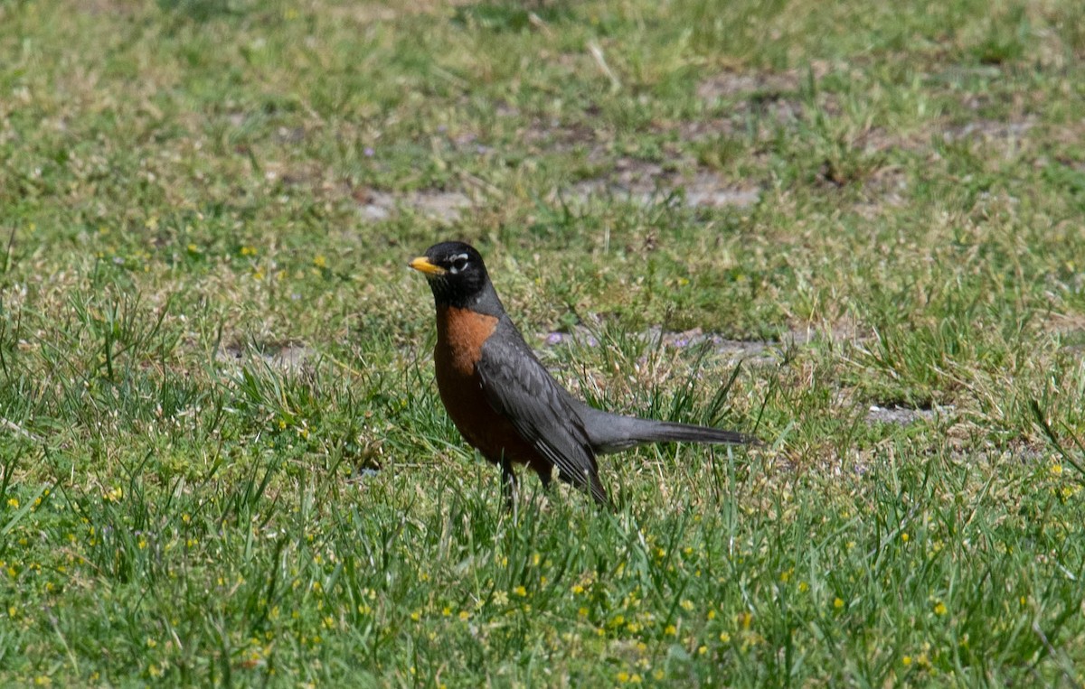 American Robin - ML620427403