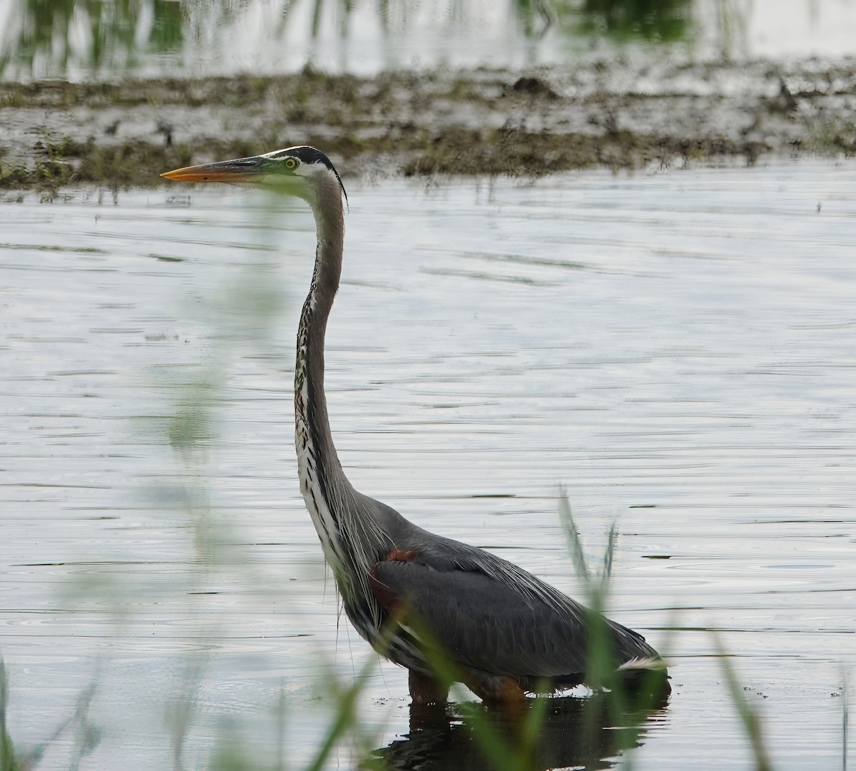 Great Blue Heron - ML620427405