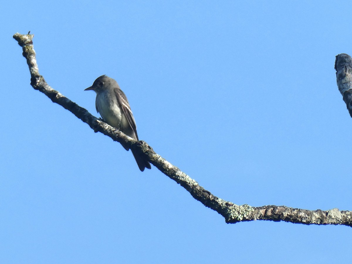 Eastern Phoebe - ML620427407