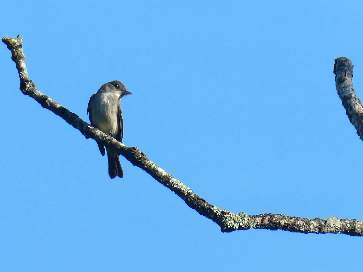 Eastern Phoebe - ML620427409