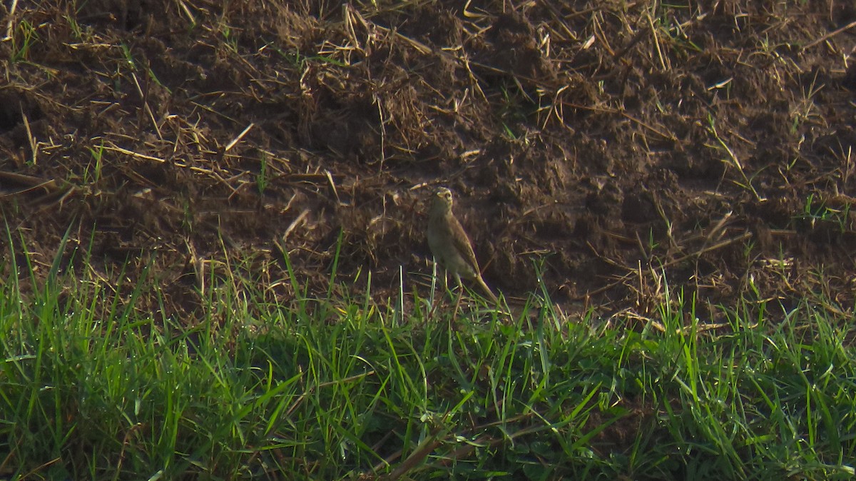 Paddyfield Pipit - ML620427416