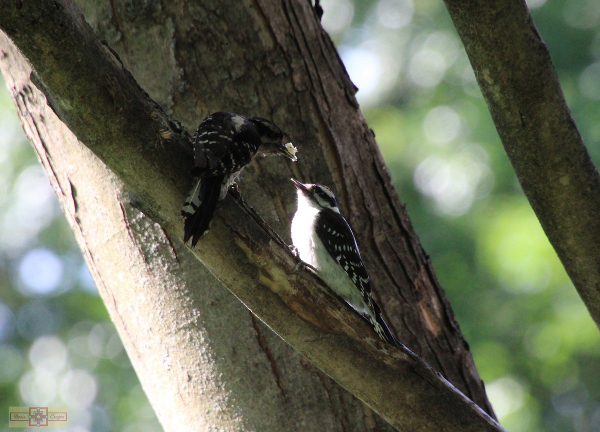 Downy Woodpecker - ML620427421