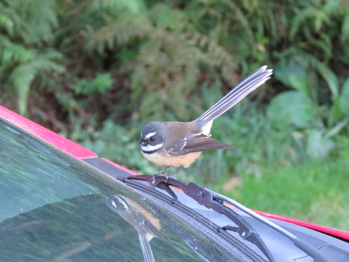 New Zealand Fantail - ML620427422