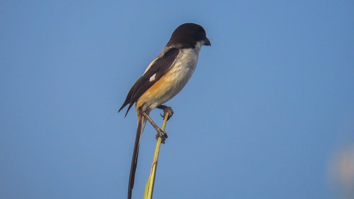 Long-tailed Shrike - ML620427424