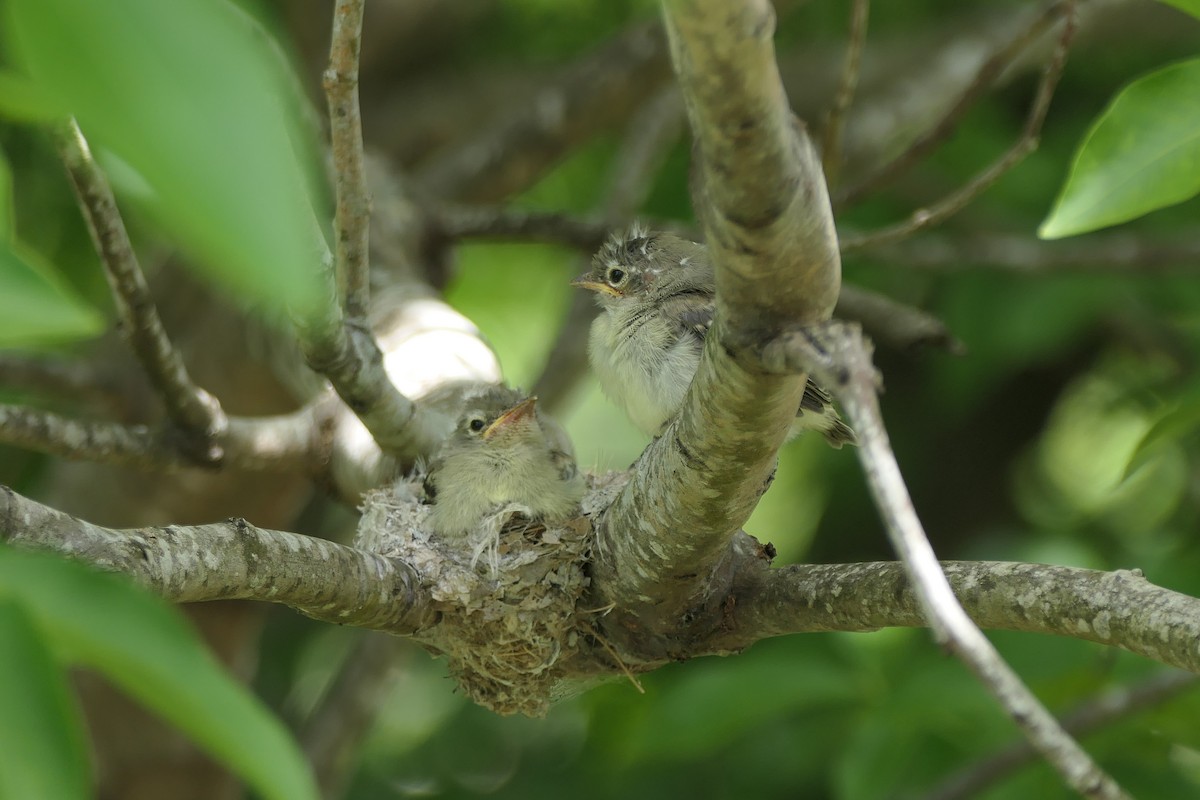 Yellow-bellied Elaenia - ML620427437