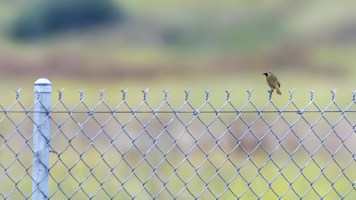 Common Yellowthroat - ML620427443