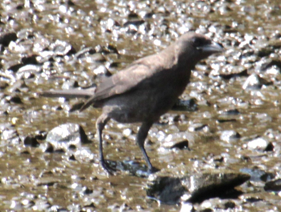 Common Grackle (Bronzed) - ML620427445