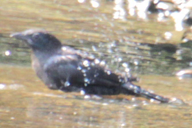 Zanate Común (versicolor) - ML620427447