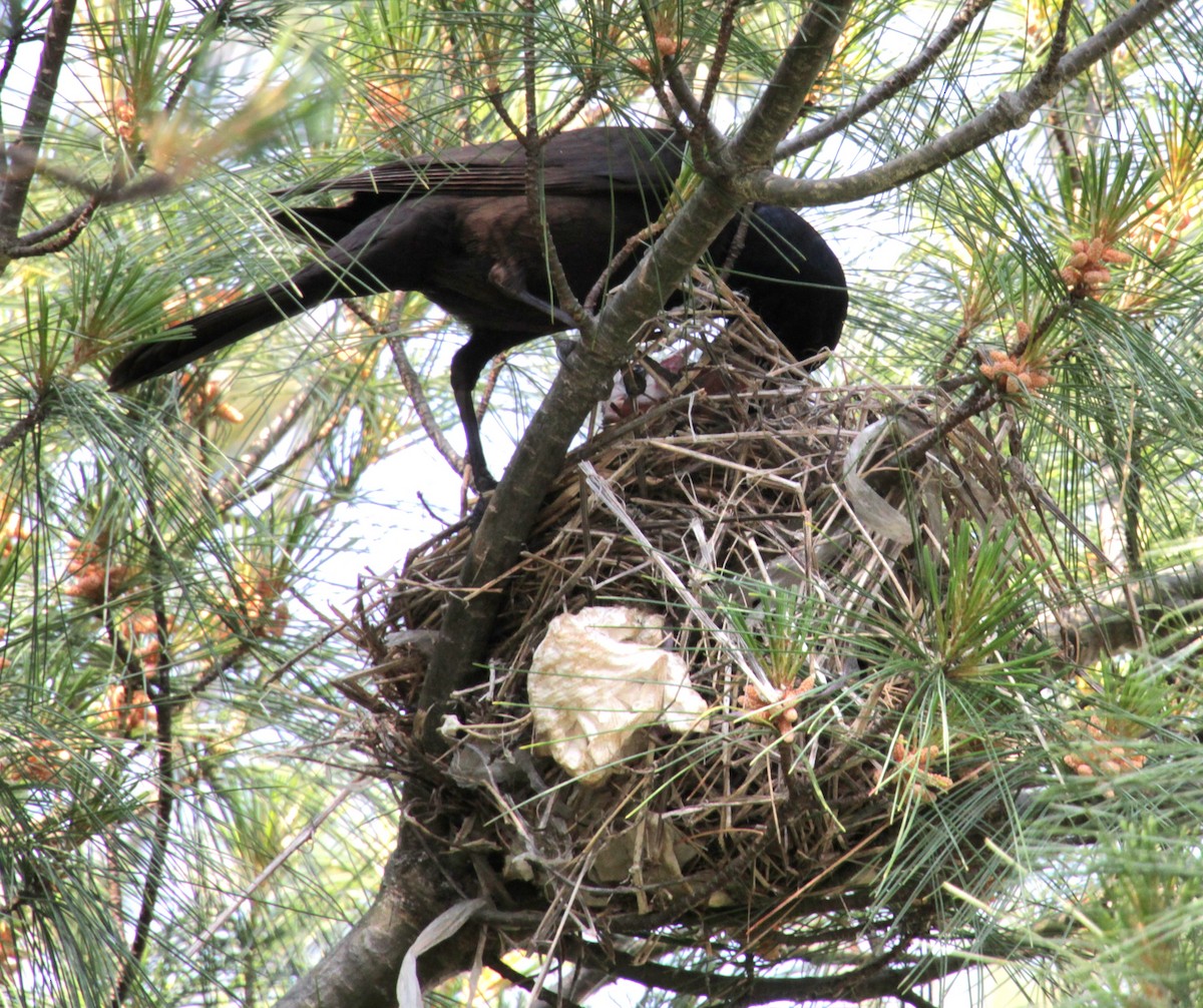 vlhovec lesklý (ssp. versicolor) - ML620427449