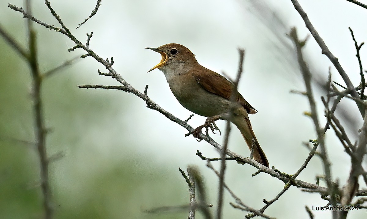 Common Nightingale - ML620427452