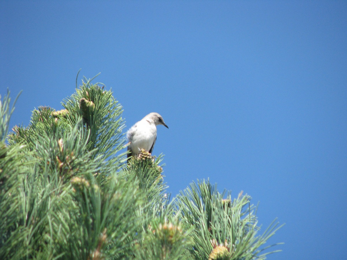 Northern Mockingbird - ML620427453