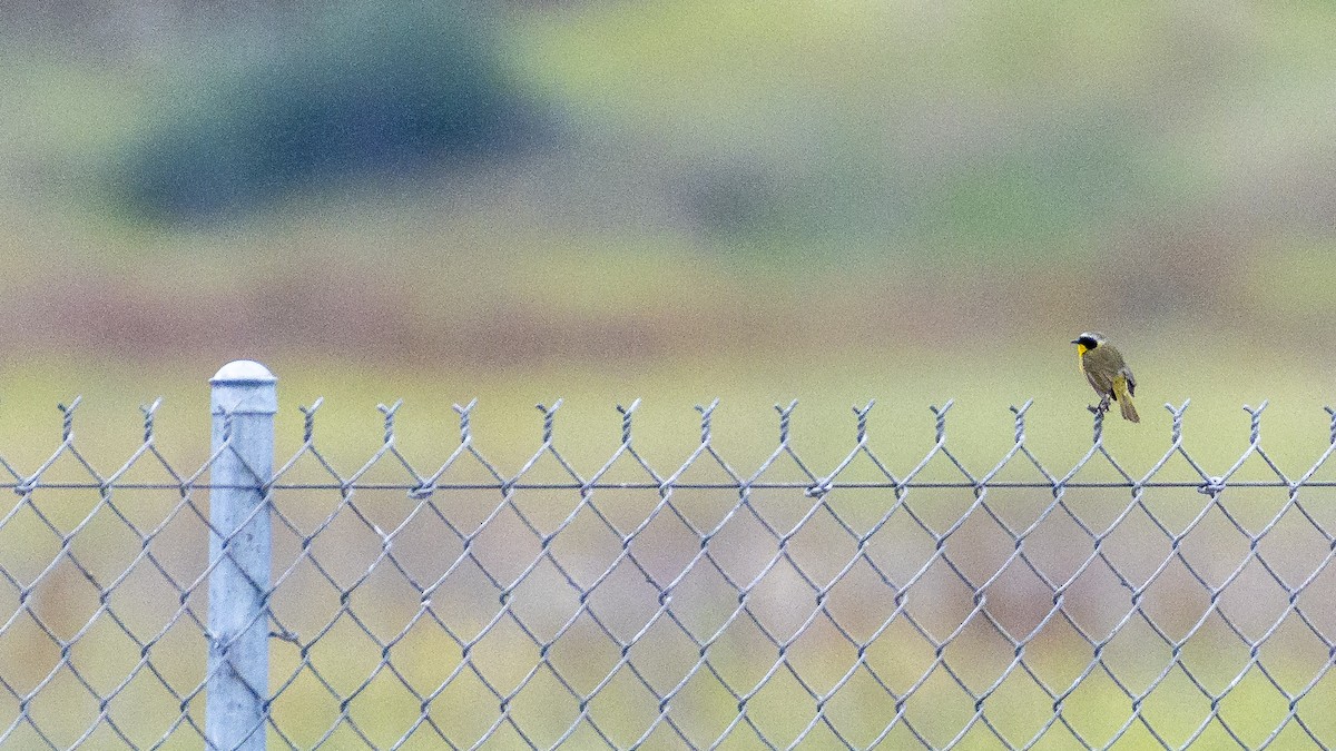 Common Yellowthroat - ML620427456