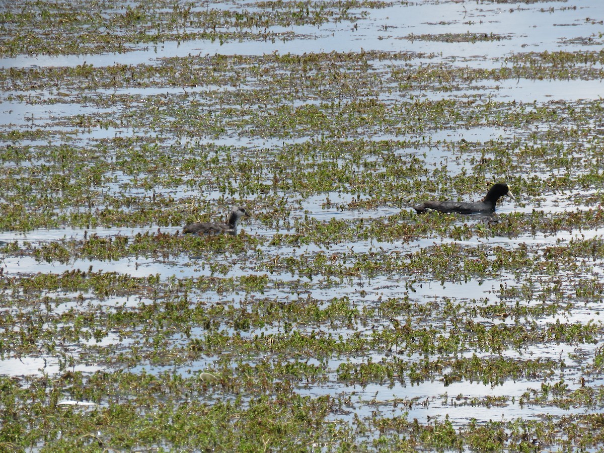 Slate-colored Coot - ML620427458