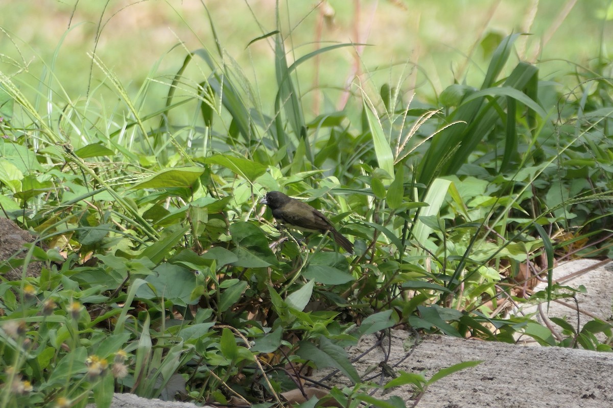 Yellow-bellied Seedeater - ML620427461