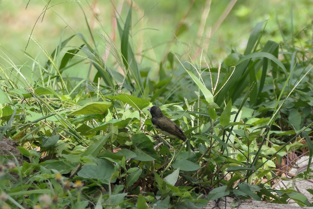 Yellow-bellied Seedeater - ML620427462