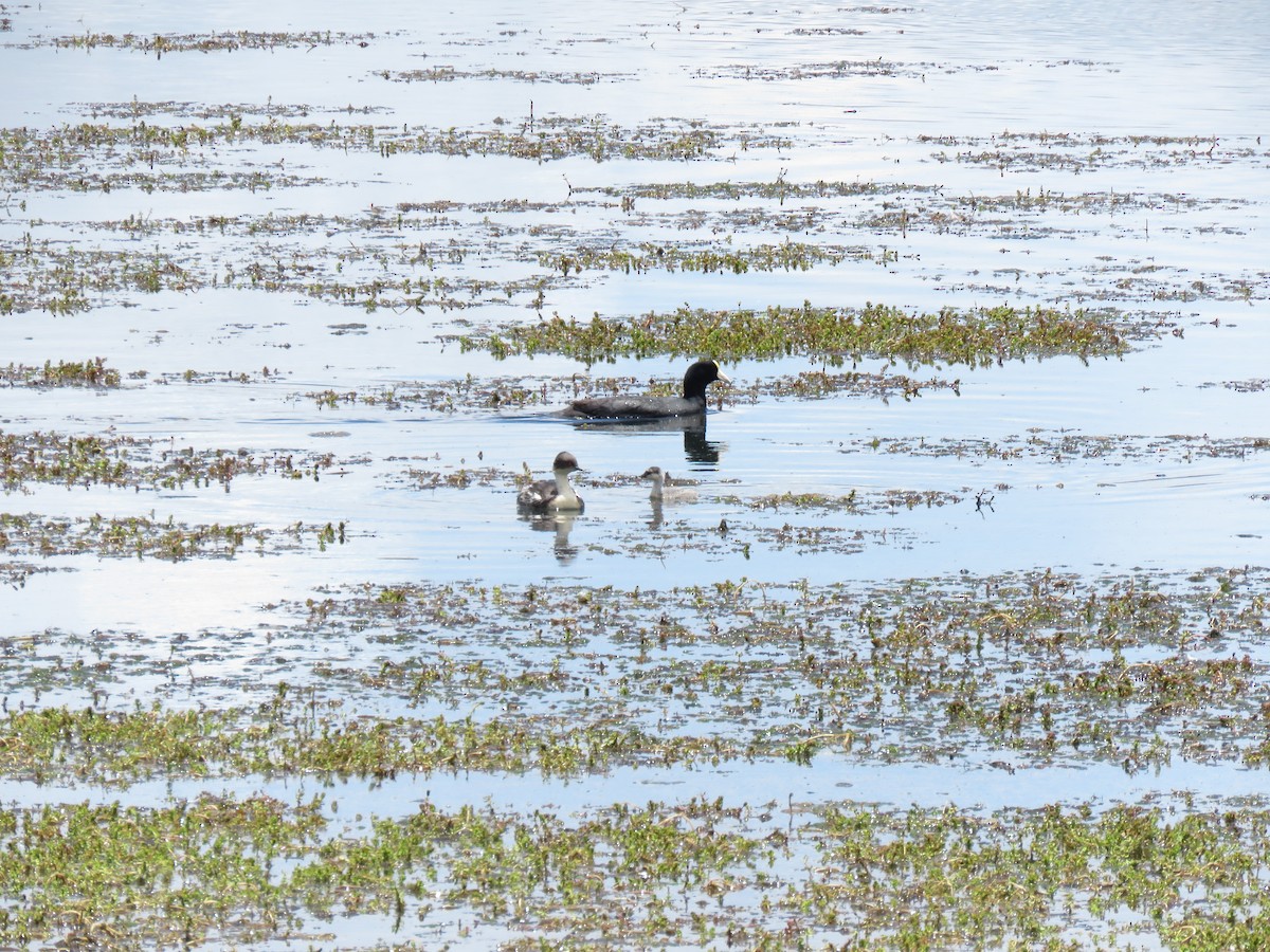 Slate-colored Coot - ML620427471