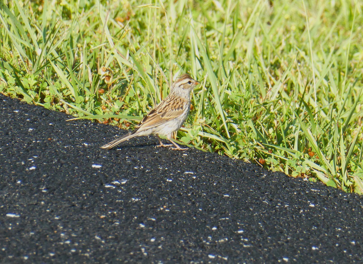 Field Sparrow - ML620427472