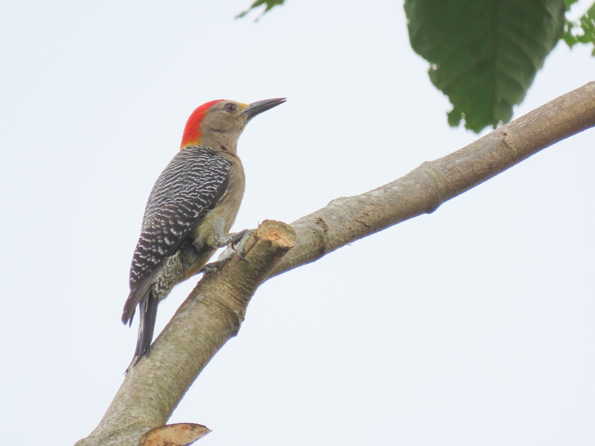 Golden-fronted Woodpecker - ML620427477