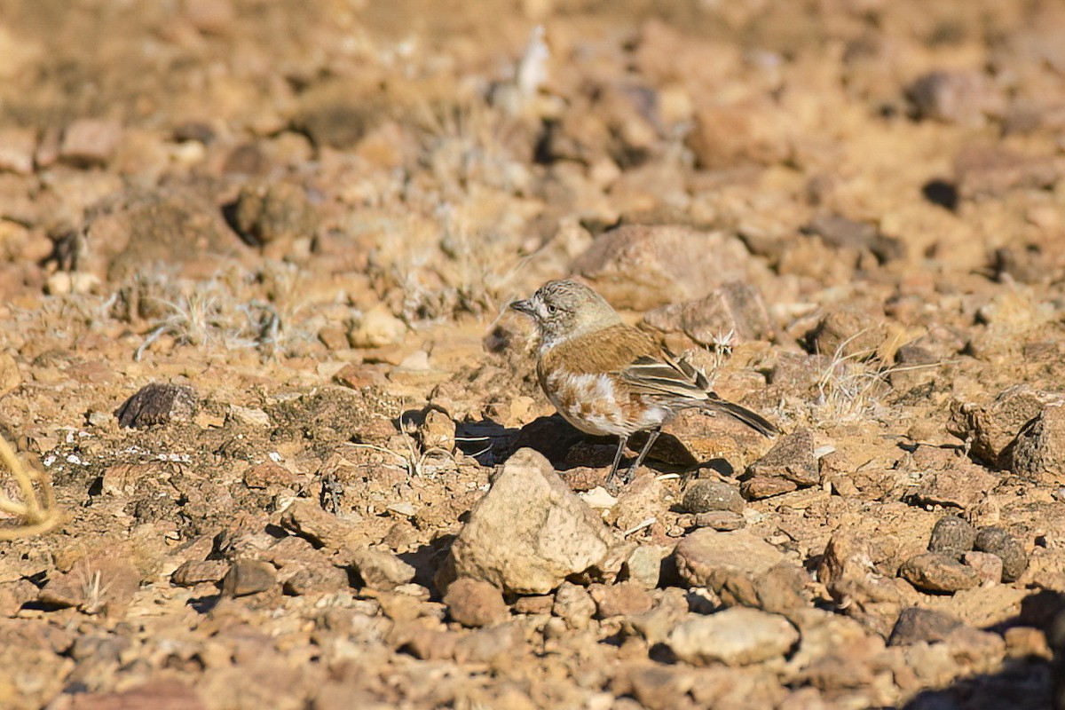 Chestnut-breasted Whiteface - ML620427481