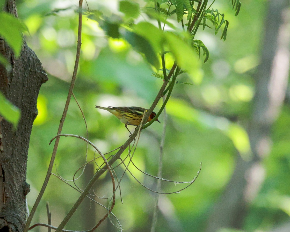 Cape May Warbler - ML620427485