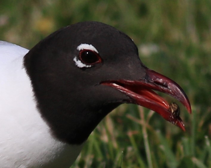 Mouette atricille - ML620427489