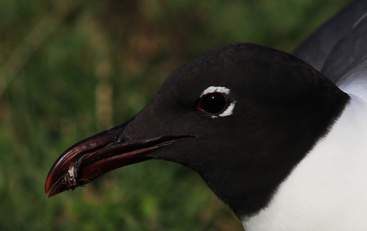 Mouette atricille - ML620427490