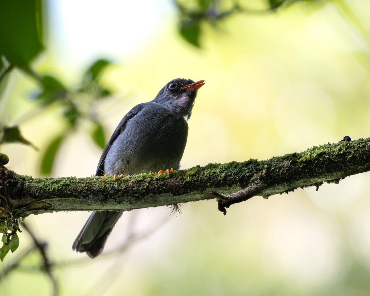 Black-faced Solitaire - ML620427492