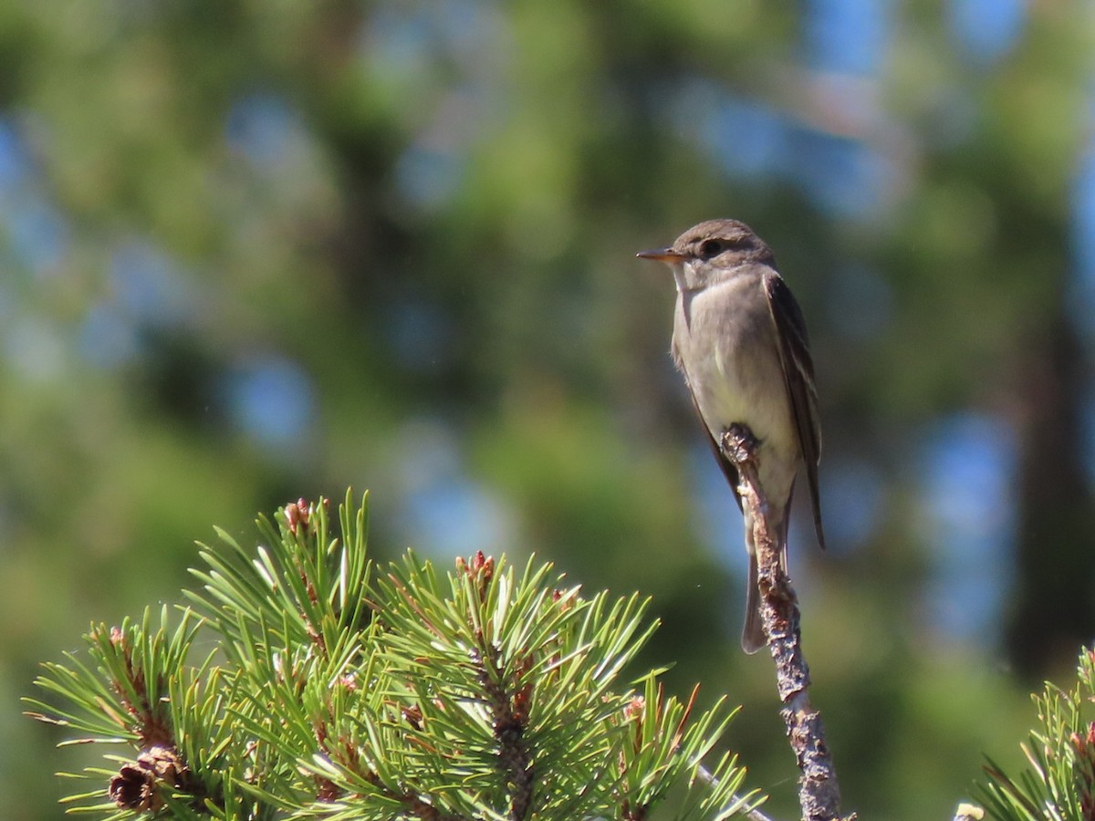 Western Wood-Pewee - ML620427494