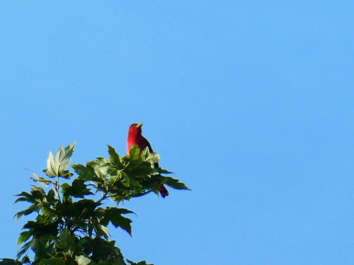 Summer Tanager - ML620427495