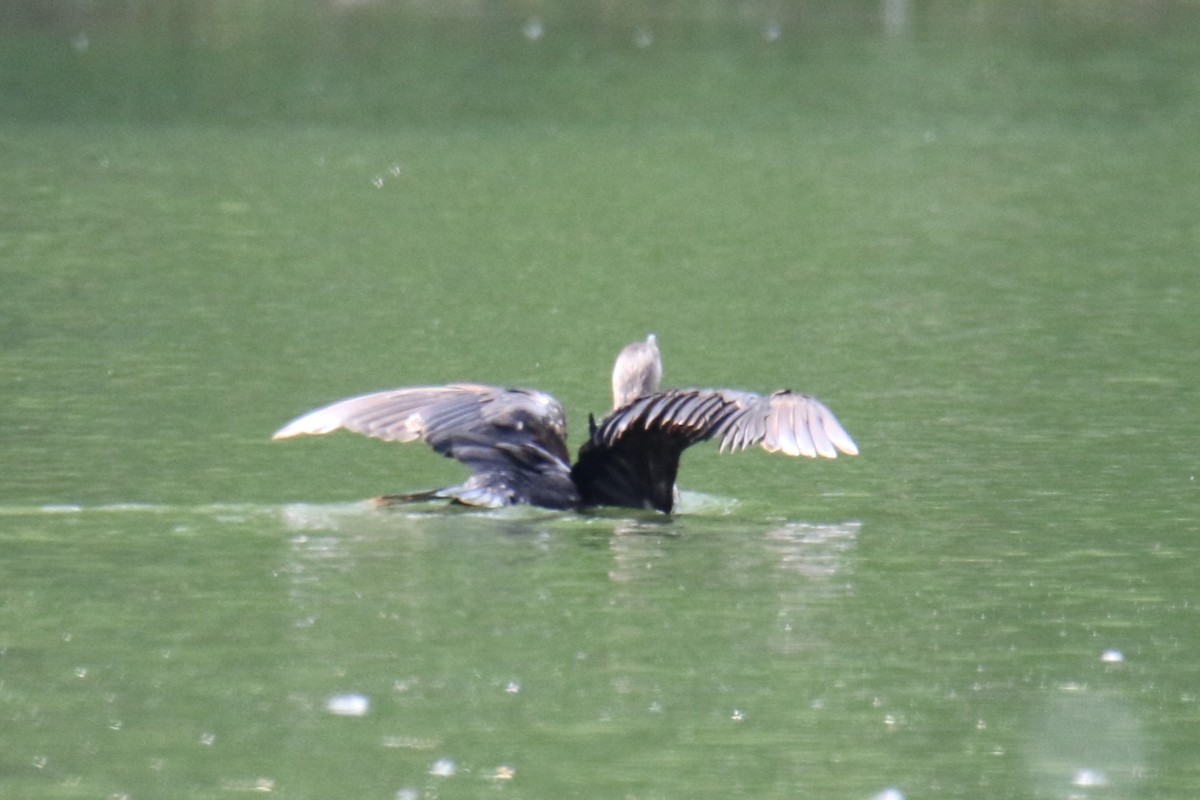 Double-crested Cormorant - ML620427497