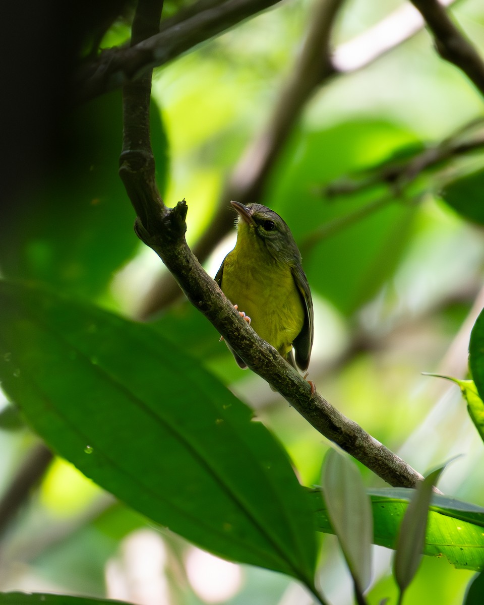 Goldhähnchen-Waldsänger - ML620427498