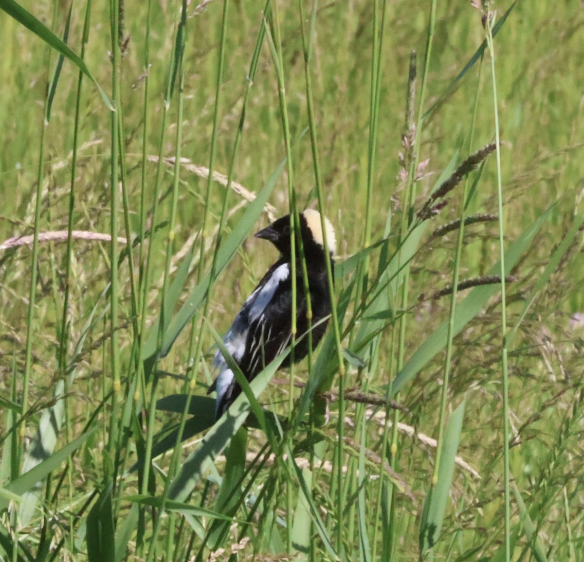 Bobolink - ML620427499