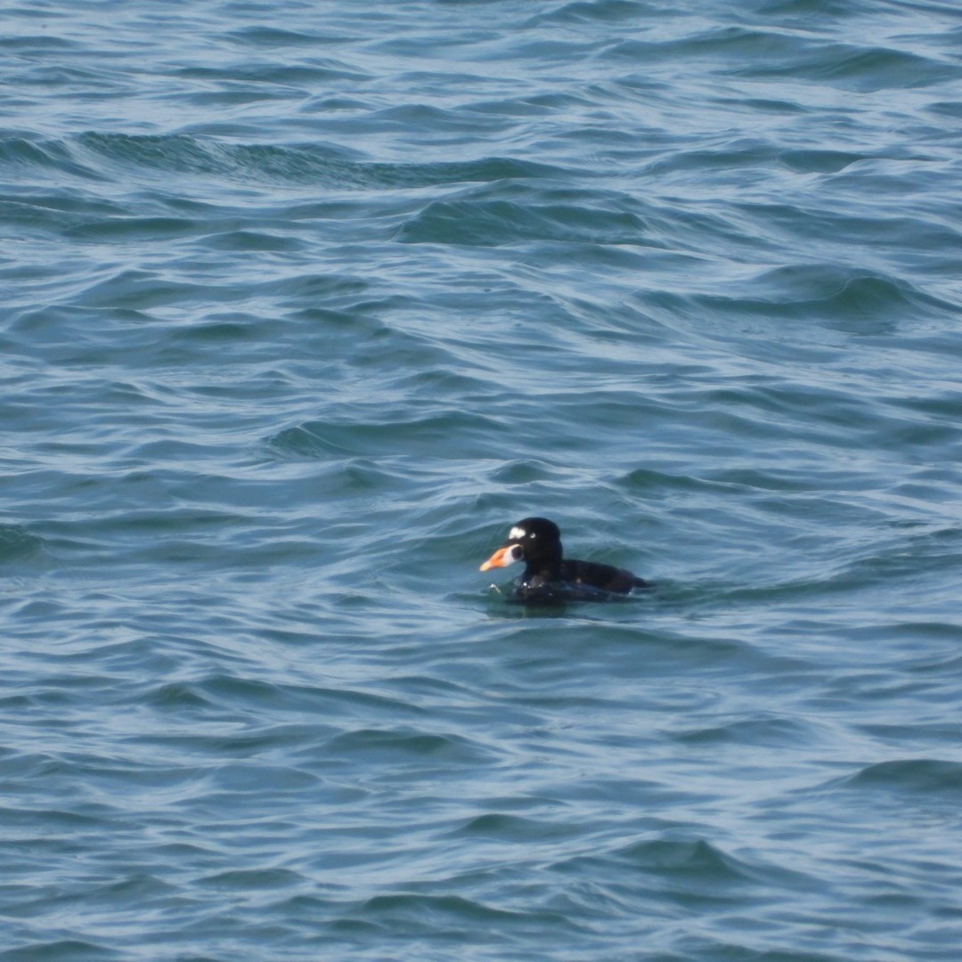 Surf Scoter - ML620427515