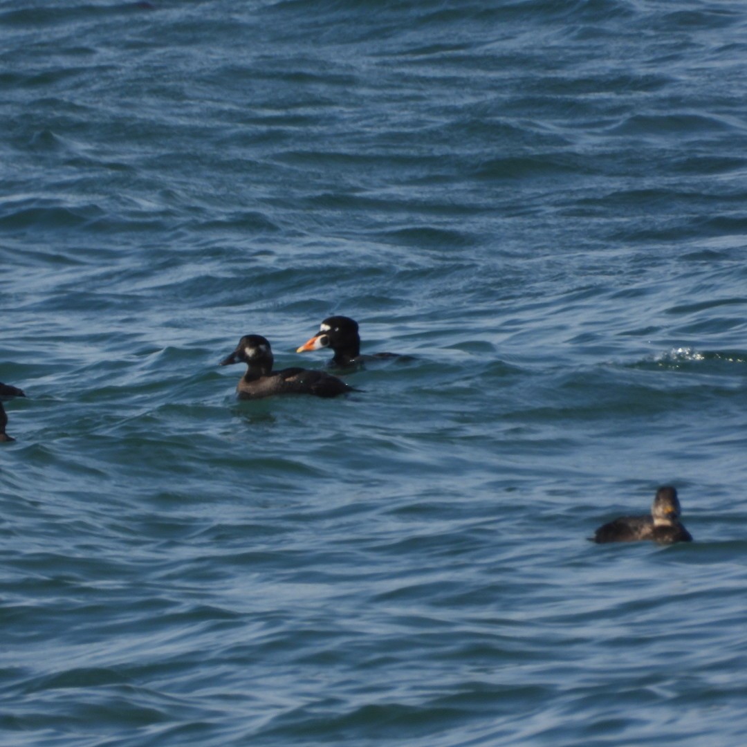 Surf Scoter - ML620427517