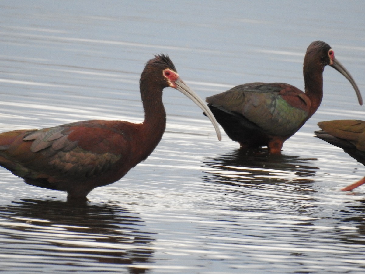 White-faced Ibis - ML620427523