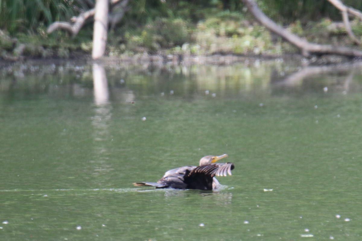 Cormoran à aigrettes - ML620427528