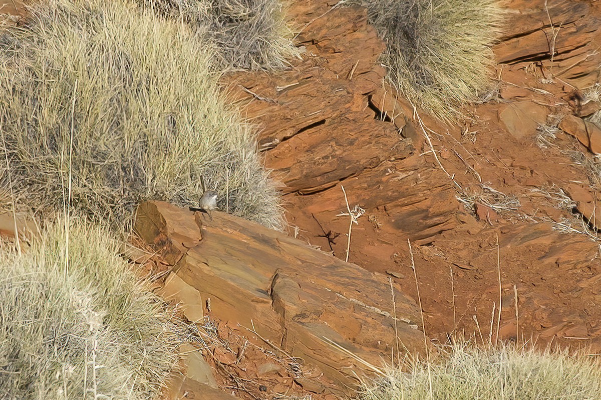 Short-tailed Grasswren - ML620427529