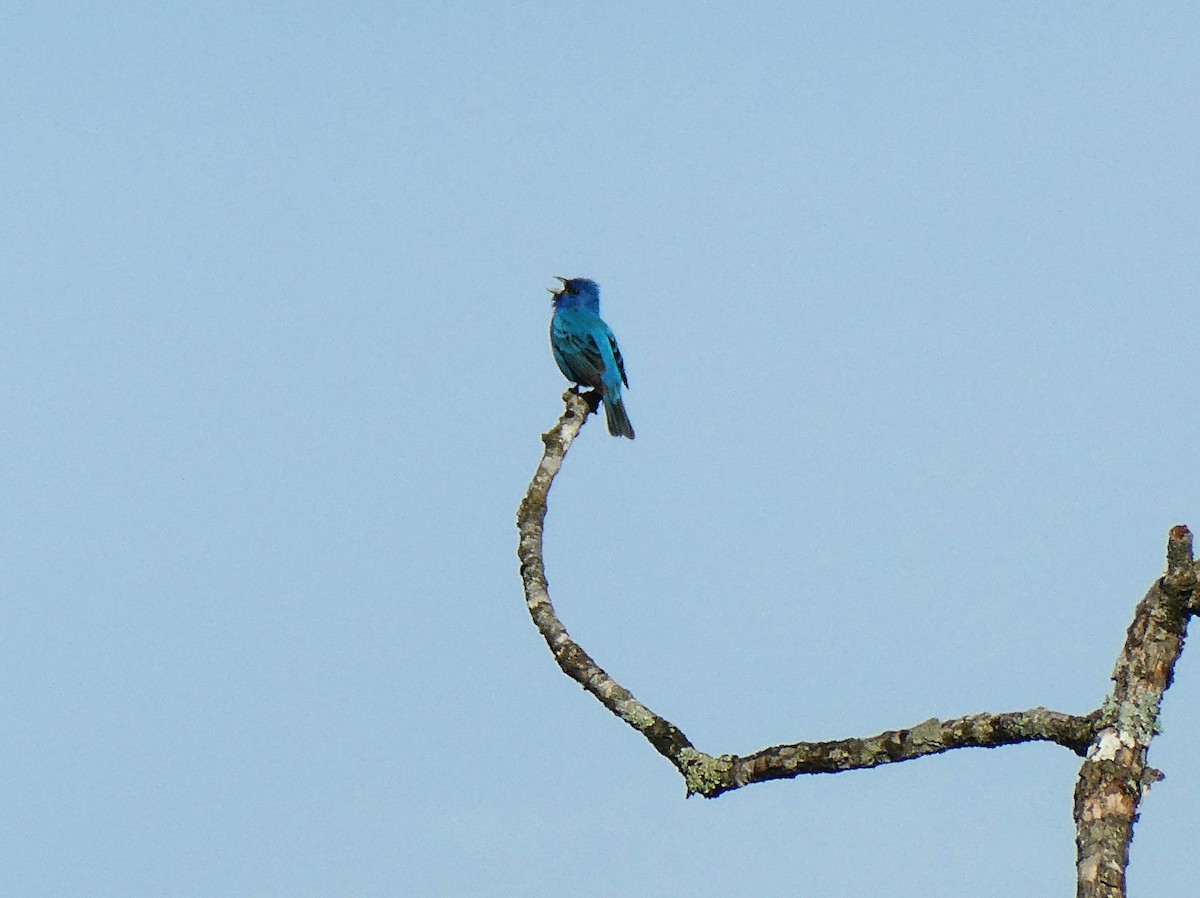 Indigo Bunting - ML620427536