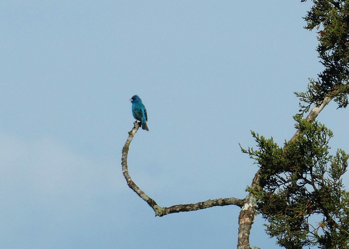 Indigo Bunting - ML620427537