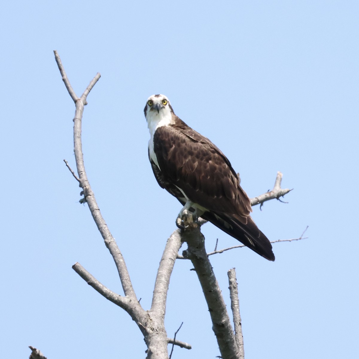 Balbuzard pêcheur - ML620427542