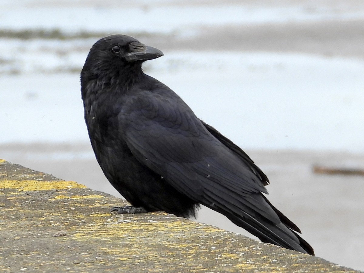 Carrion Crow - ML620427544