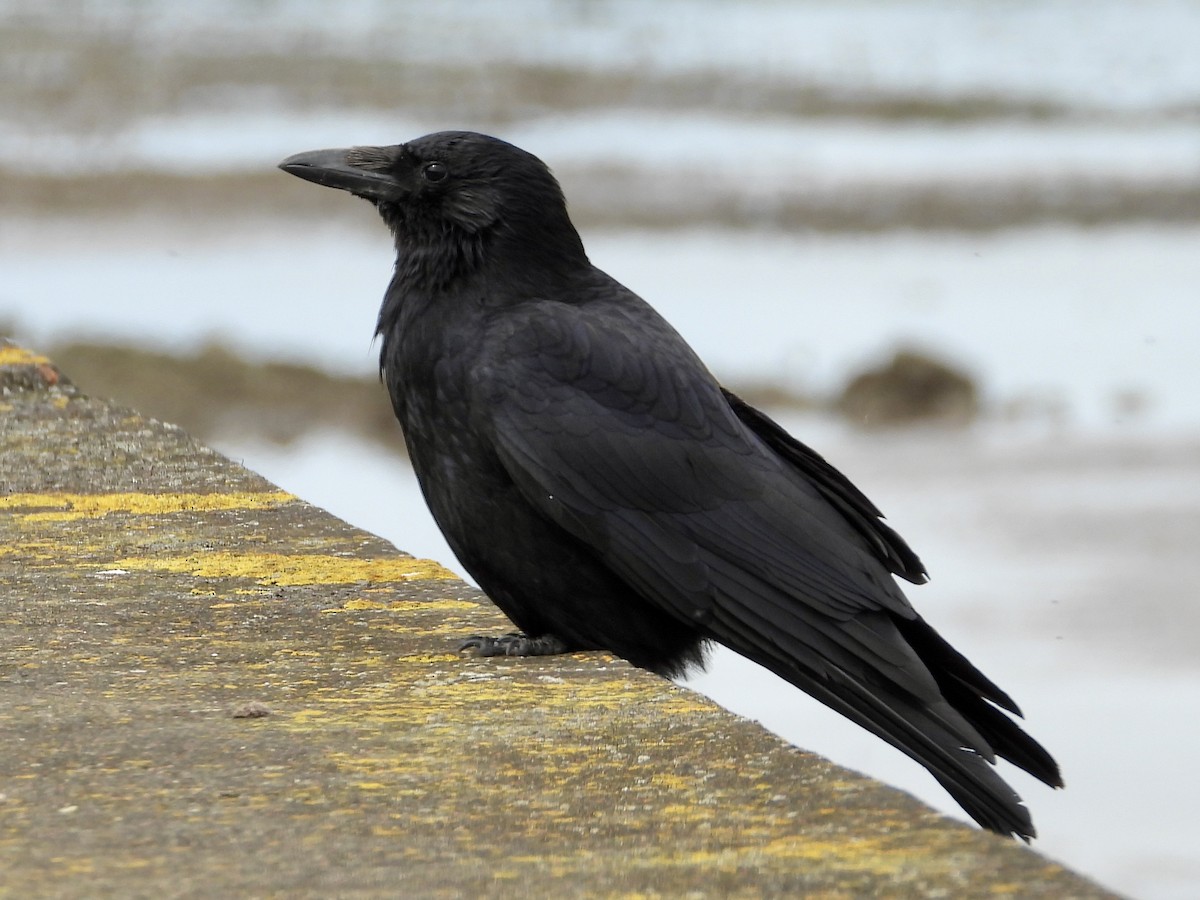 Carrion Crow - ML620427546