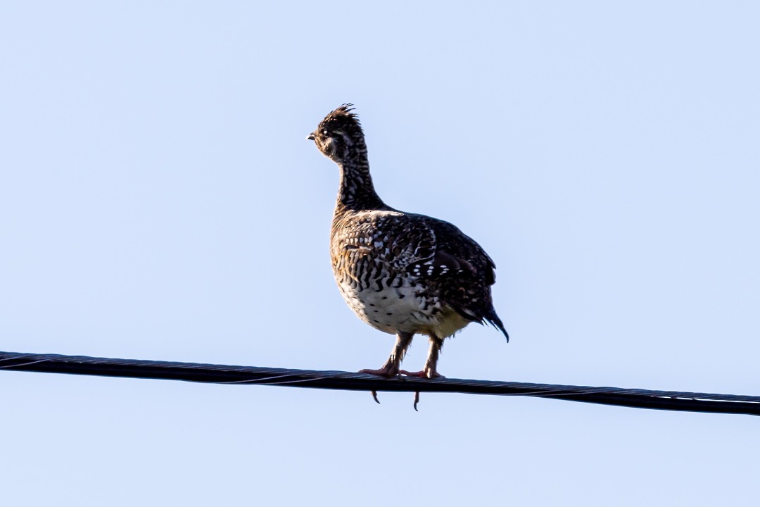 Sharp-tailed Grouse - ML620427547