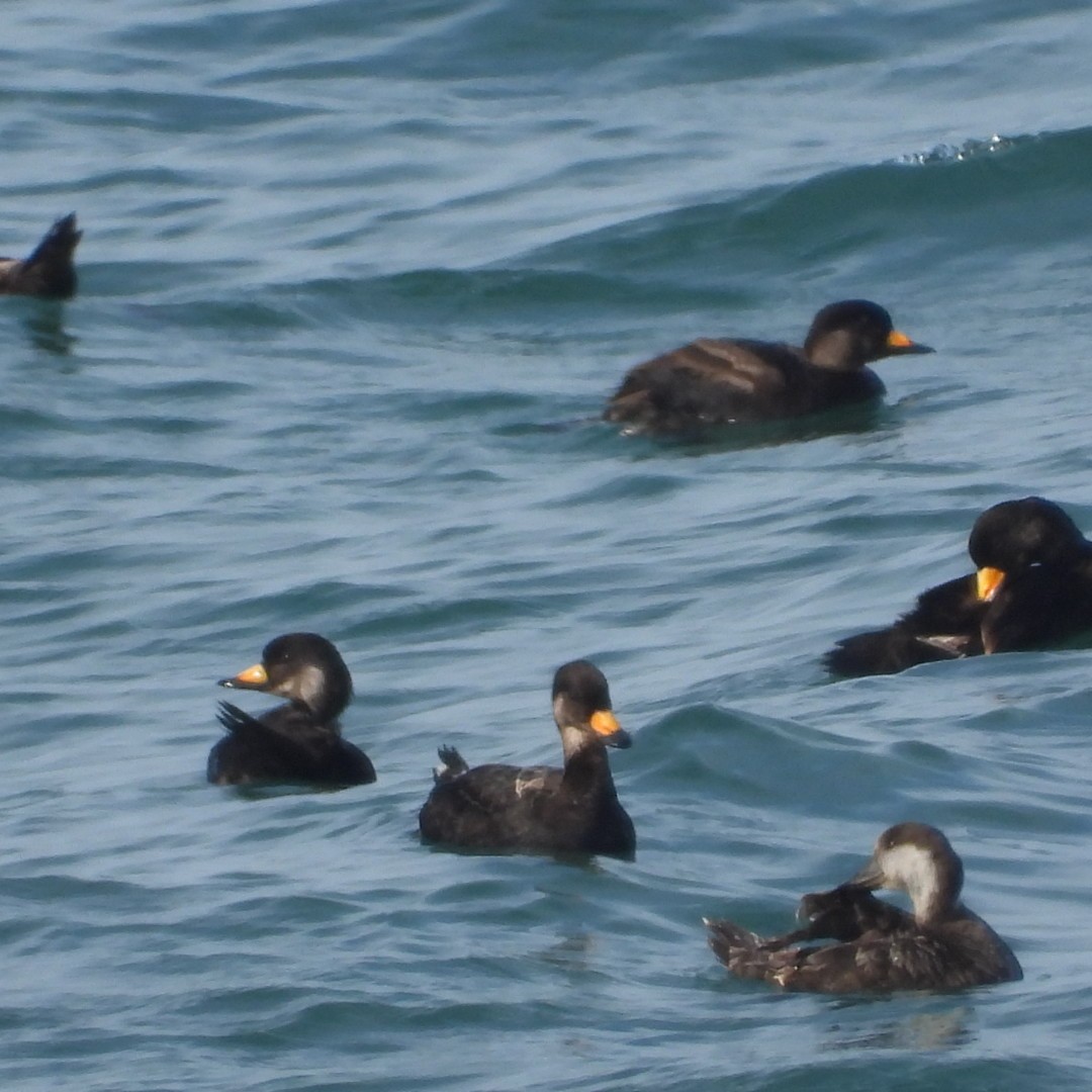 Black Scoter - ML620427548