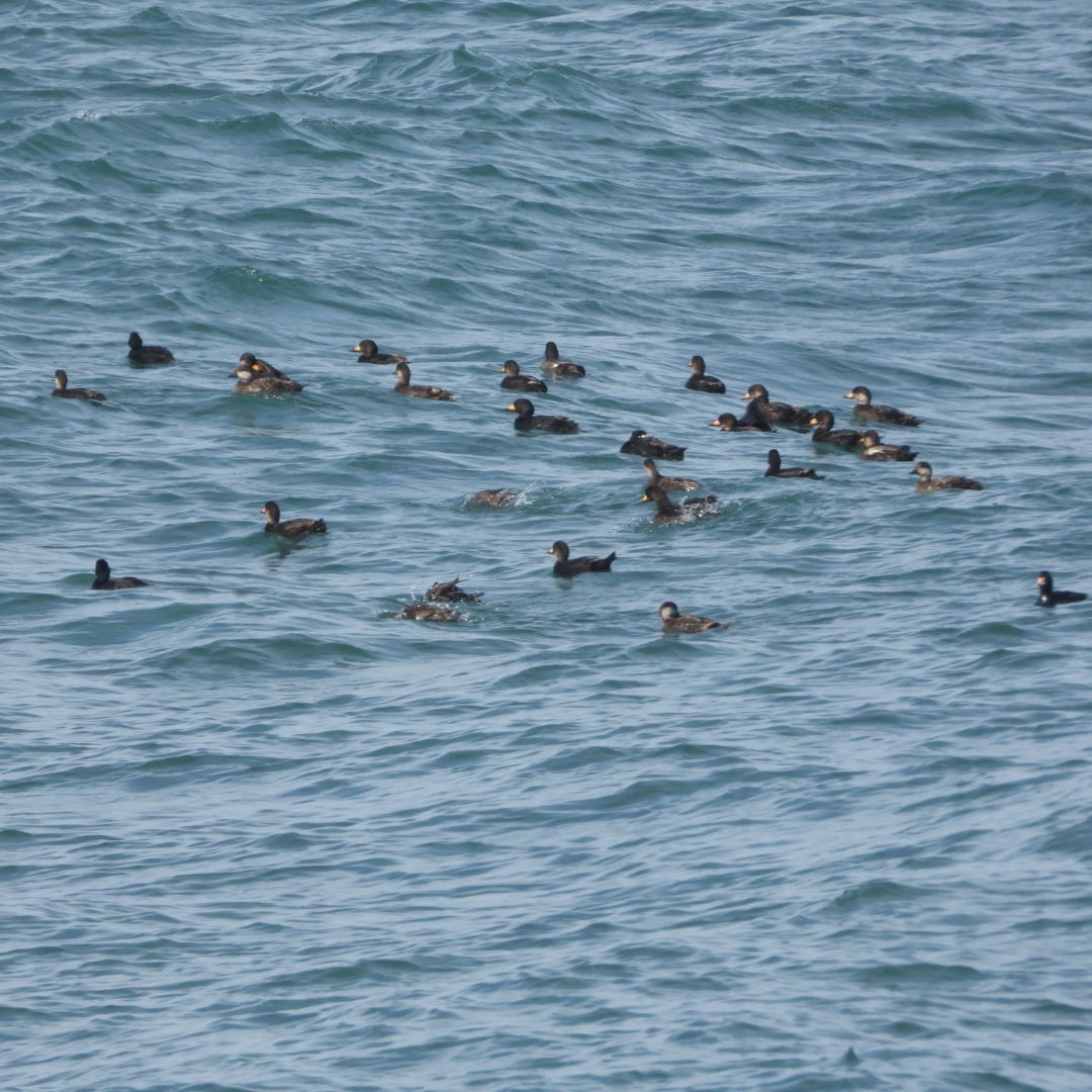 Black Scoter - ML620427550