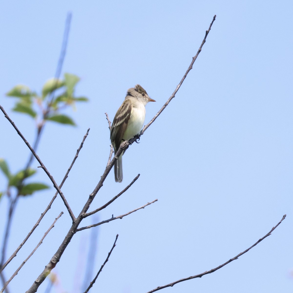 Willow Flycatcher - ML620427552