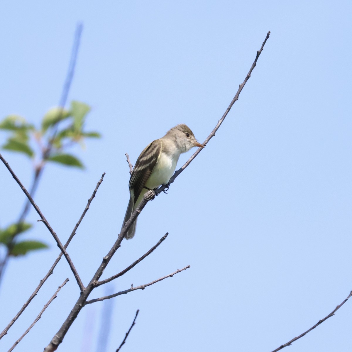 Willow Flycatcher - ML620427555